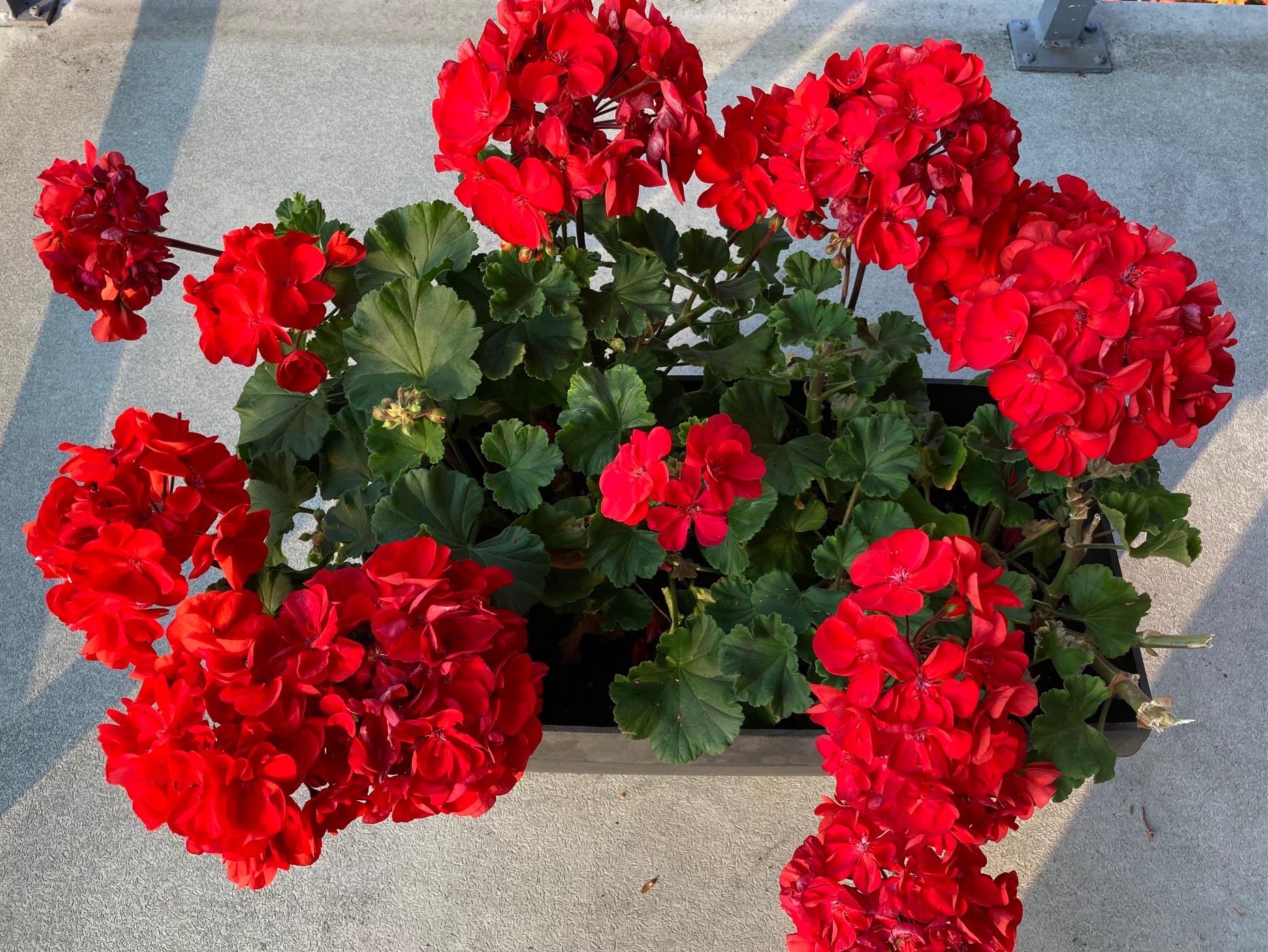 77B212A3-8B36-49B4-809D-A6AD605A2FCD